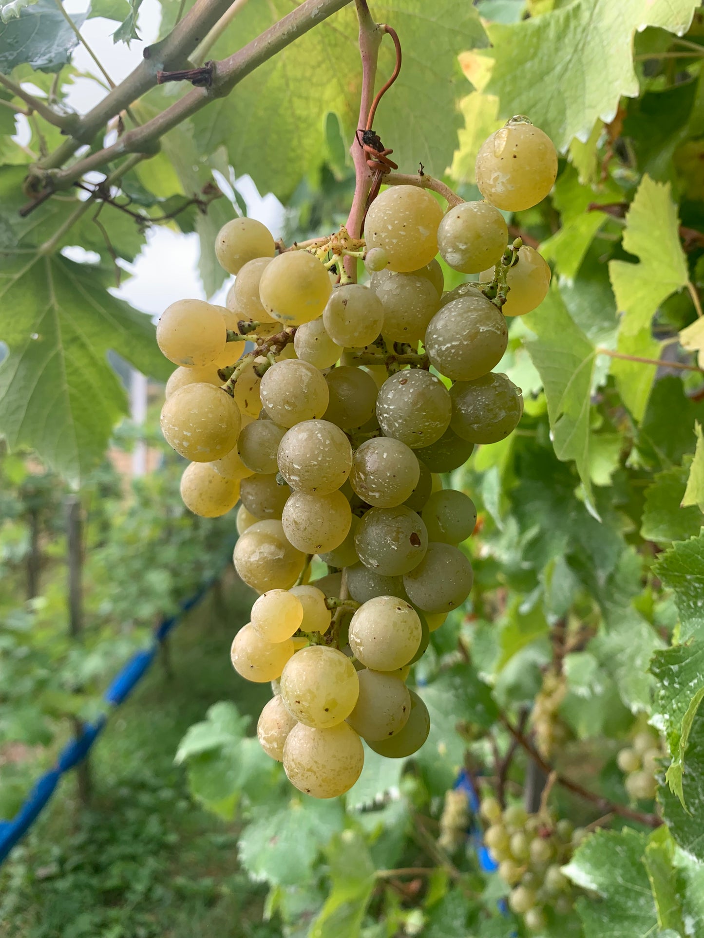 2025 Endlich - Kapitel Zwei Wine (500ml)